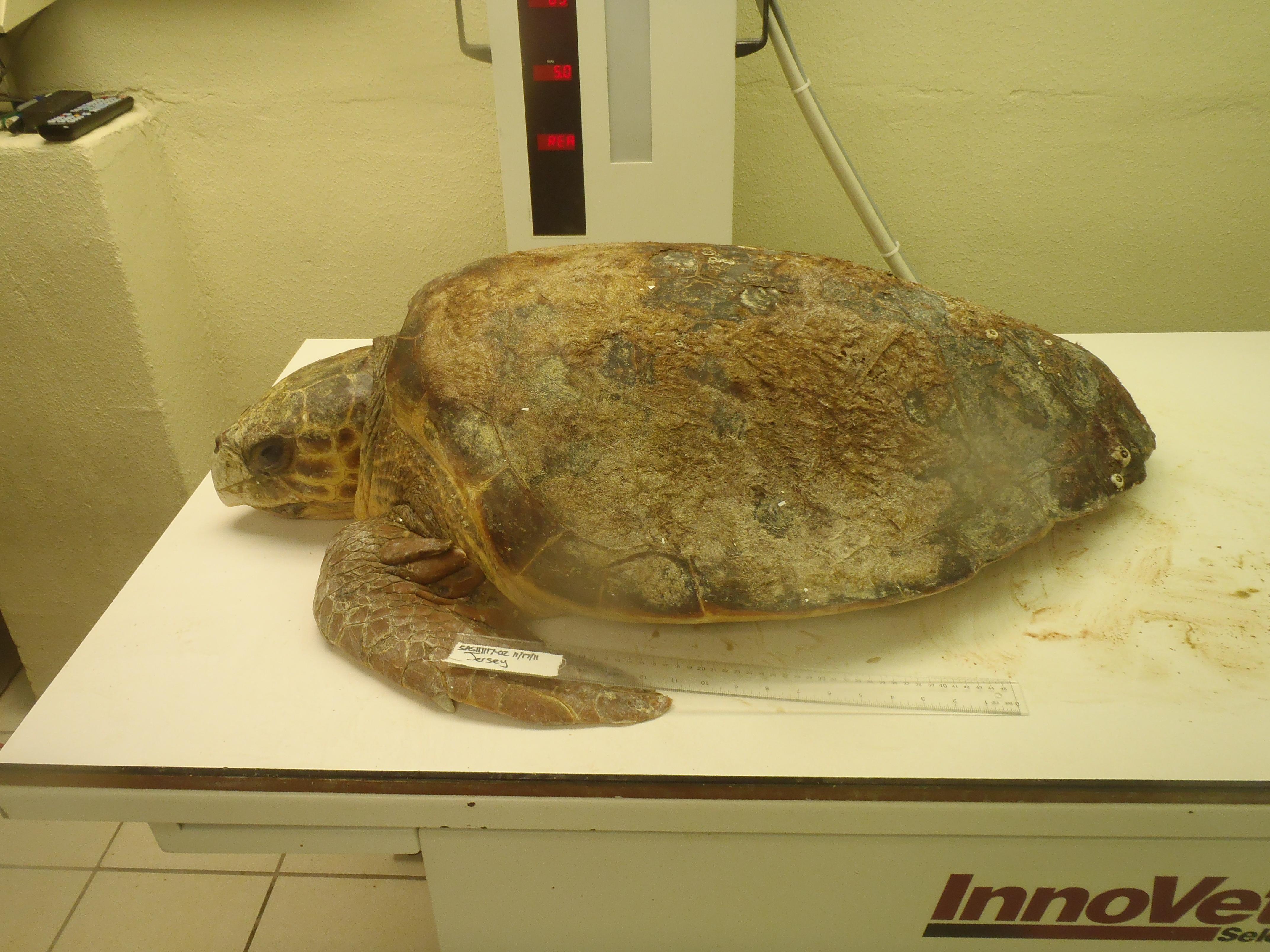 Jersey the loggerhead from Florida! – The Turtle Hospital. Rescue ...