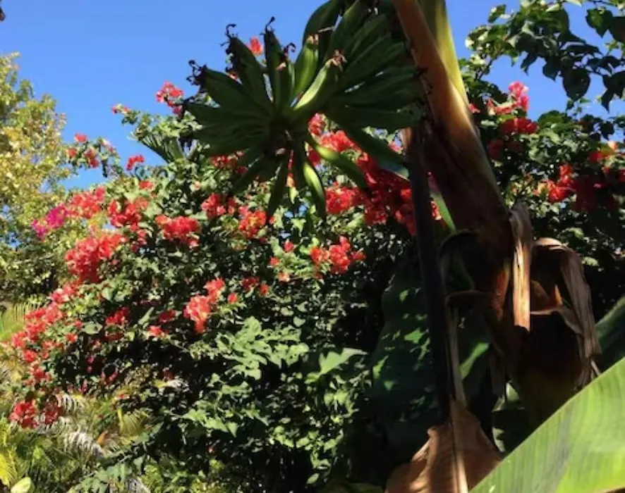 1Br Historic Art Deco Charm Meets Modern Comfort- Huge Tropical Garden In Posh Coral Gables-10 Min Airport-1