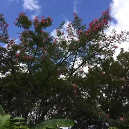 1Br Historic Art Deco Charm Meets Modern Comfort- Huge Tropical Garden In Posh Coral Gables-10 Min Airport-2