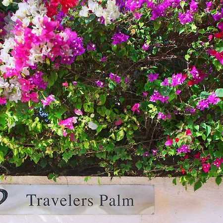 Travelers Palm Inn-2